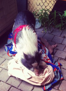 Summer Events & Readings